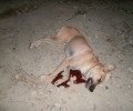 Ρέθυμνο: Στις 24/10 η δίκη του άνδρα που σκότωσε τον σκύλο